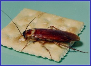 american cockroach flying