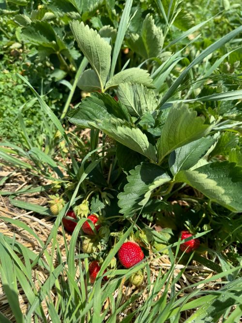 Ripened strawberries on a bush.