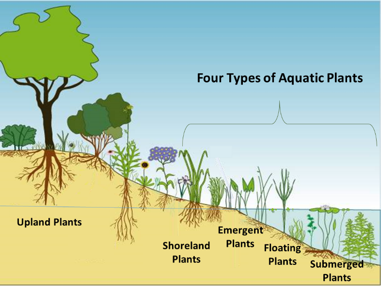 common ocean plants