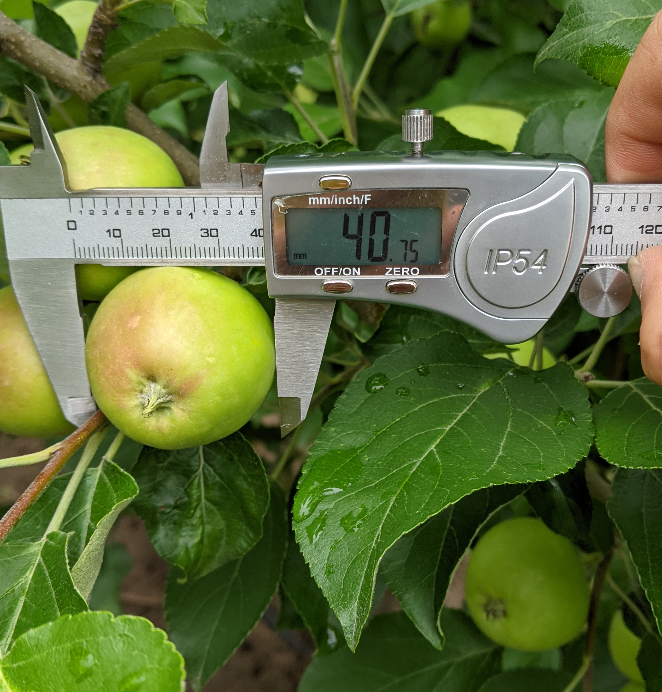 baby green apple tree