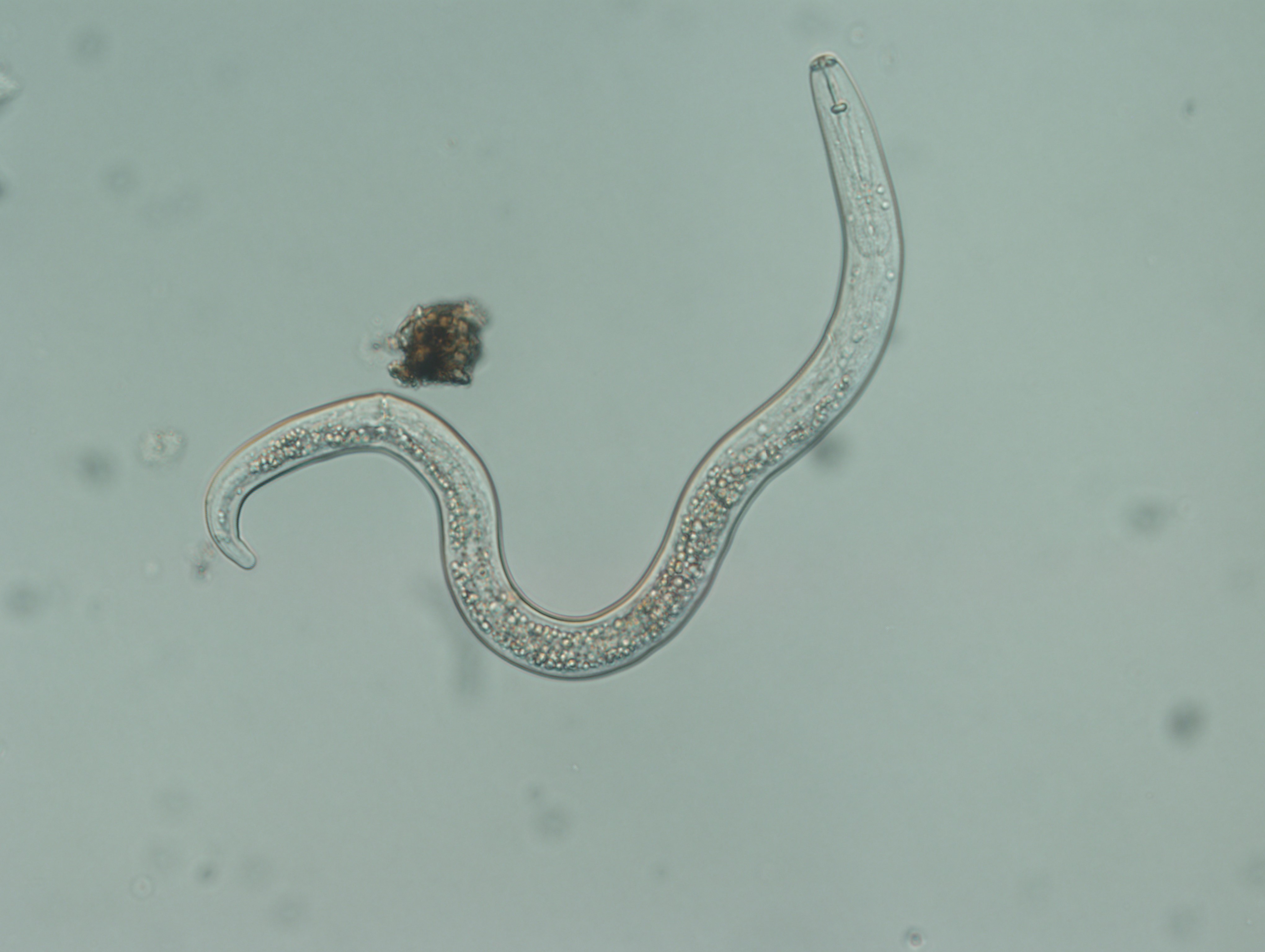 nematodes