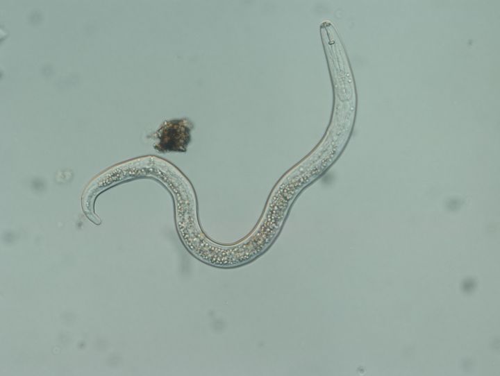 Plant-parasitic and beneficial nematode distribution in Michigan