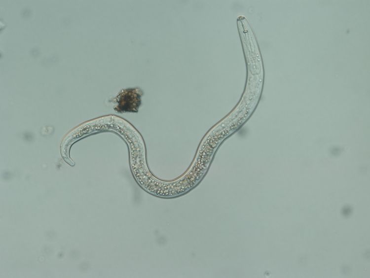 Plant-parasitic and beneficial nematode distribution in Michigan vegetable  soils - MSU Extension