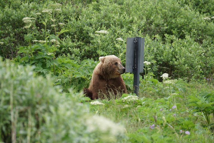 A bear appears to be reading a sign in a field in Frazer, Alaska.