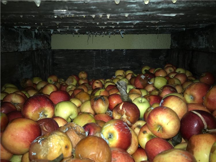 Apples in storage that have decayed and become over ripe.