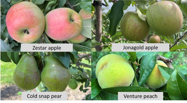 San Jose Scale, WSU Tree Fruit
