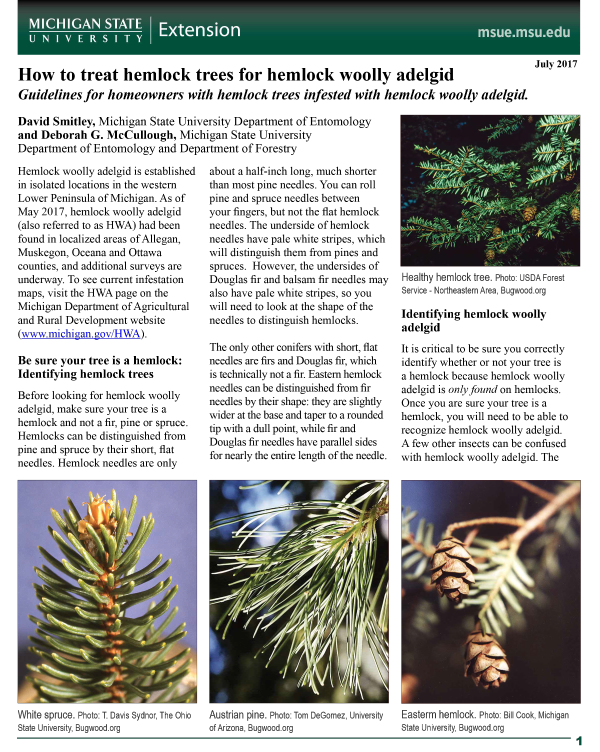 How to treat hemlock trees for hemlock woolly adelgid - Forestry