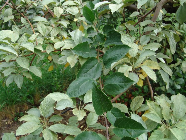 Silver leaf - Integrated Pest Management