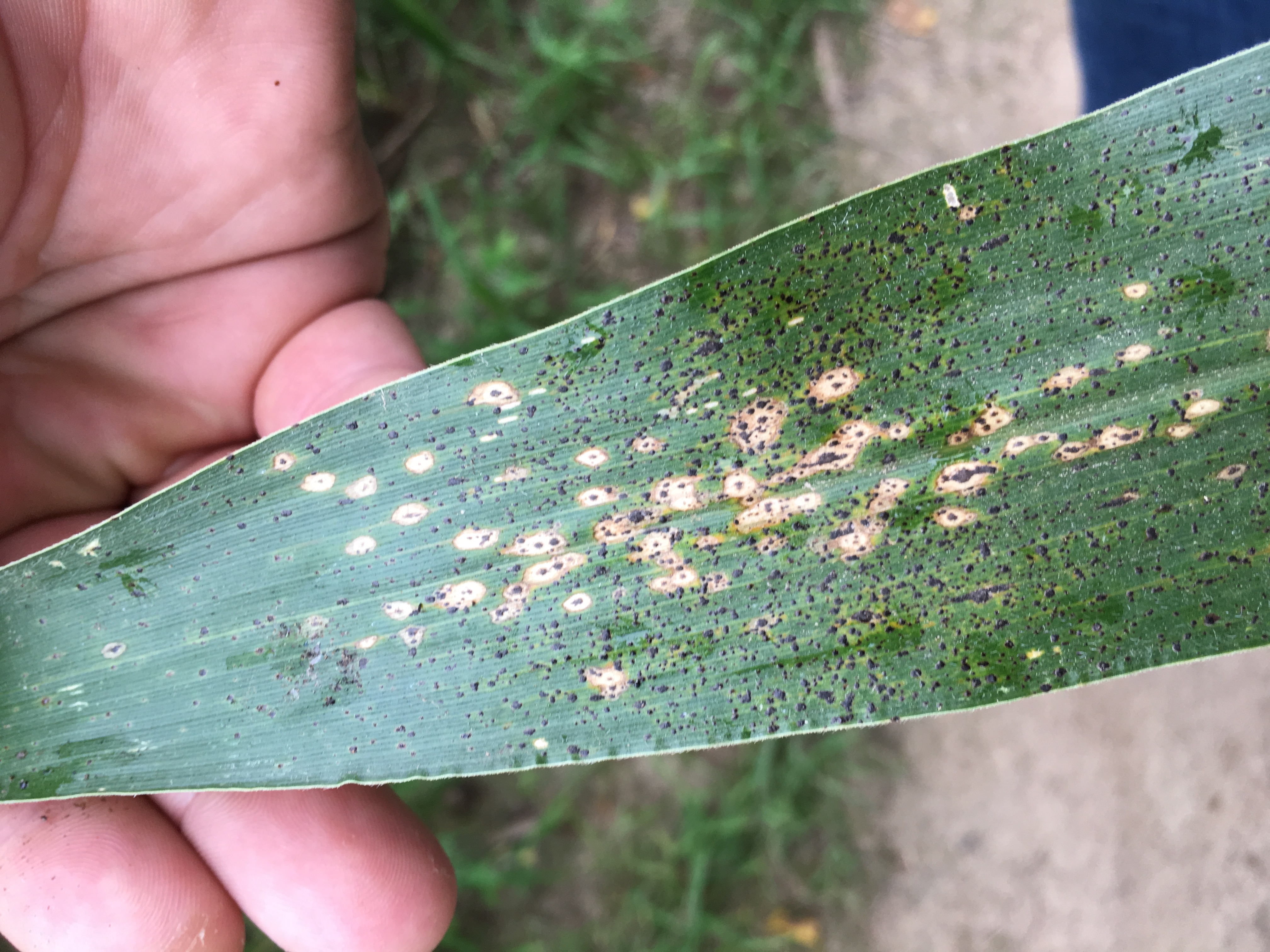 Corn tar spot outlook for 2019 - Corn