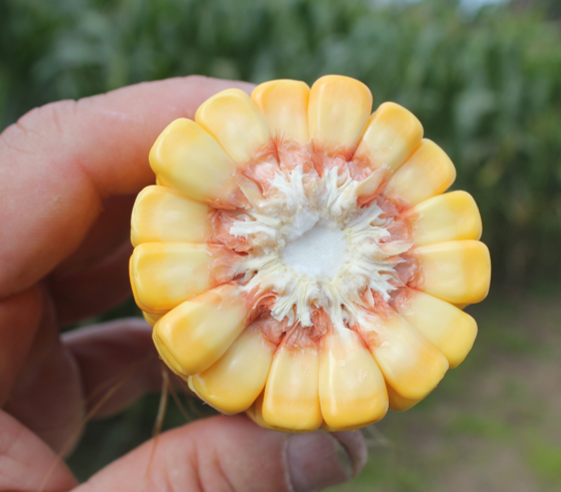 MSU resources to estimate corn maturity date and accurately determine ...