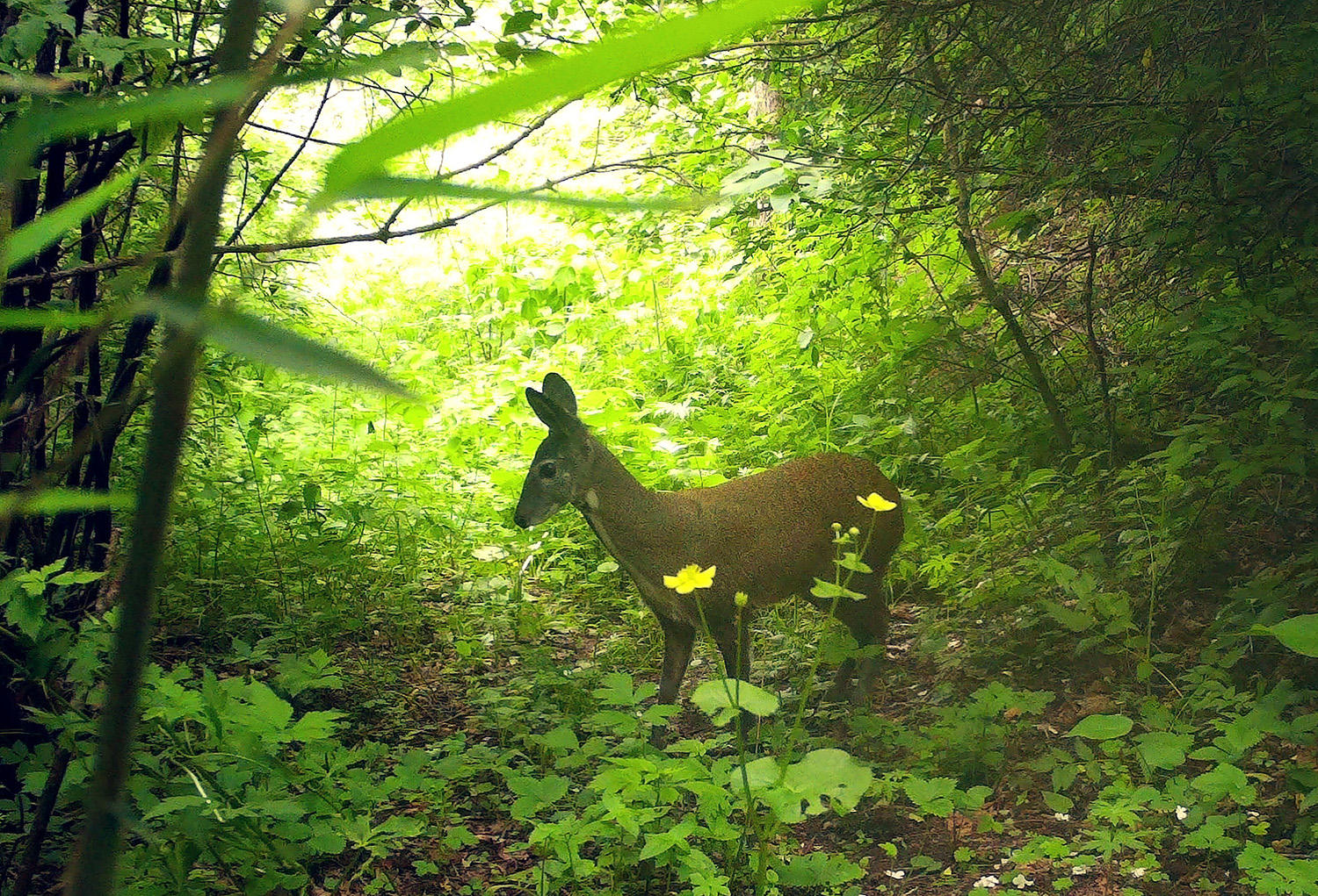 Musk_Deer_Wang_Small