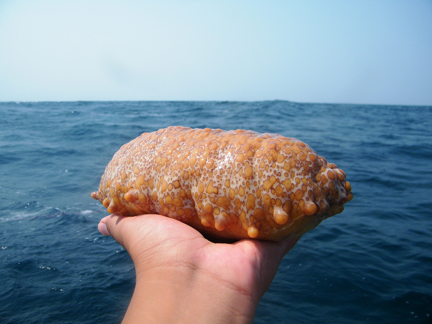 Sea_Cuke_in_hand_small