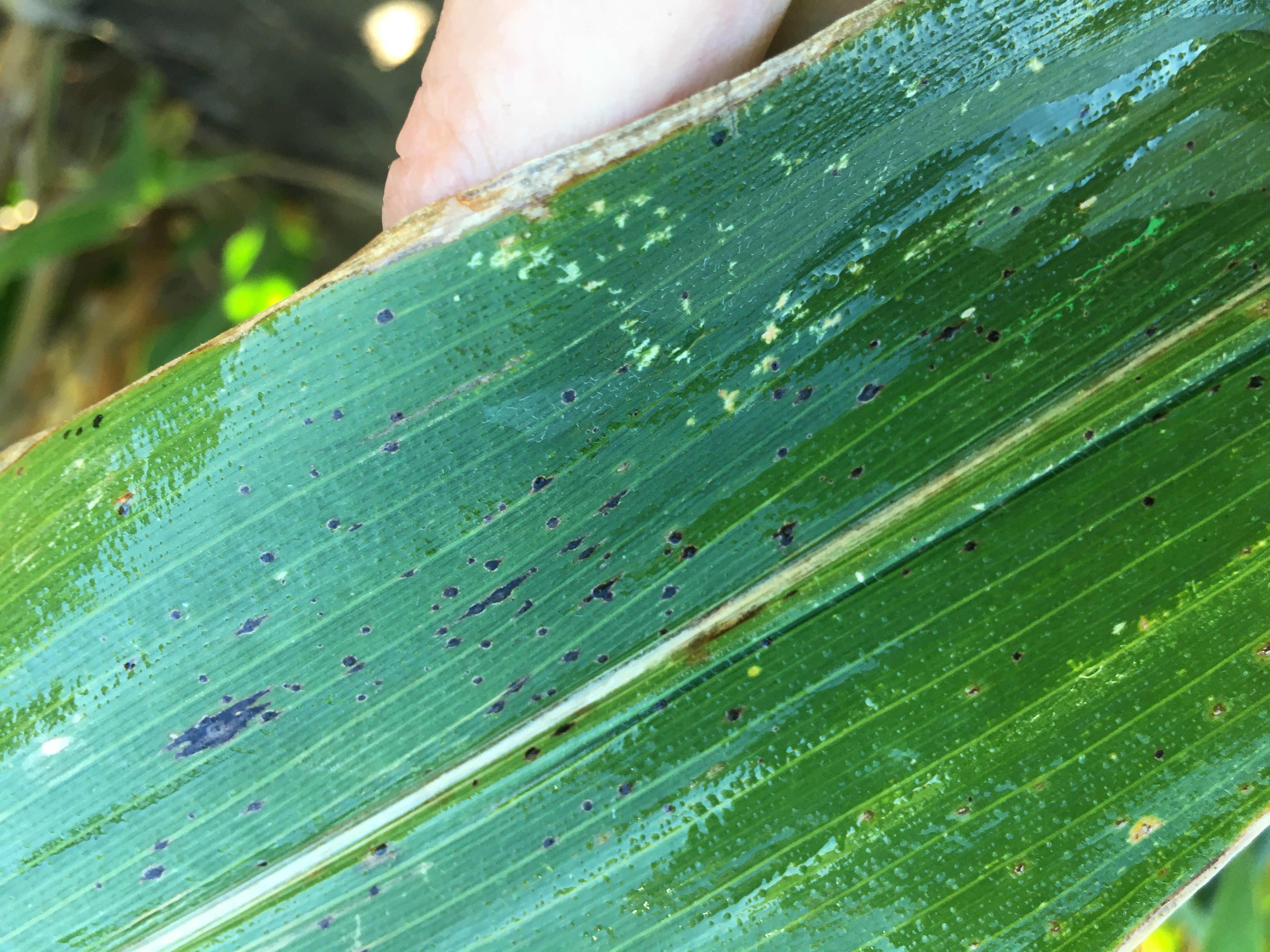 Tar spot and wet leaf.JPG