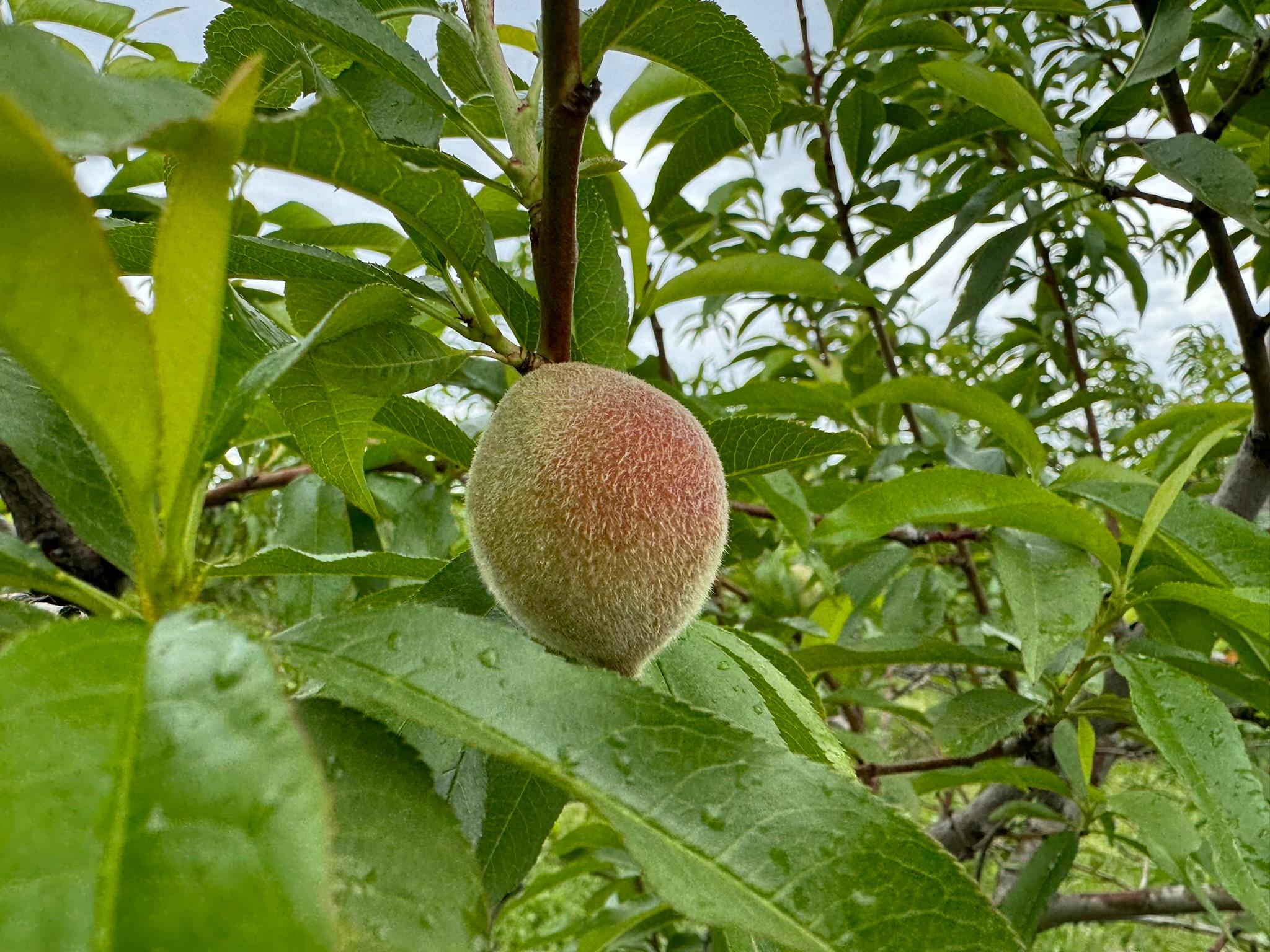 A peach hanging from a tree.