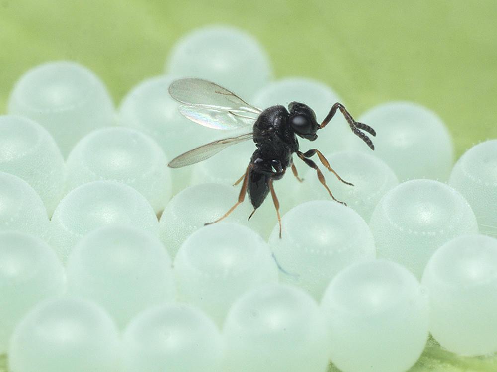 An adult samurai wasp on a stink bug egg mass.