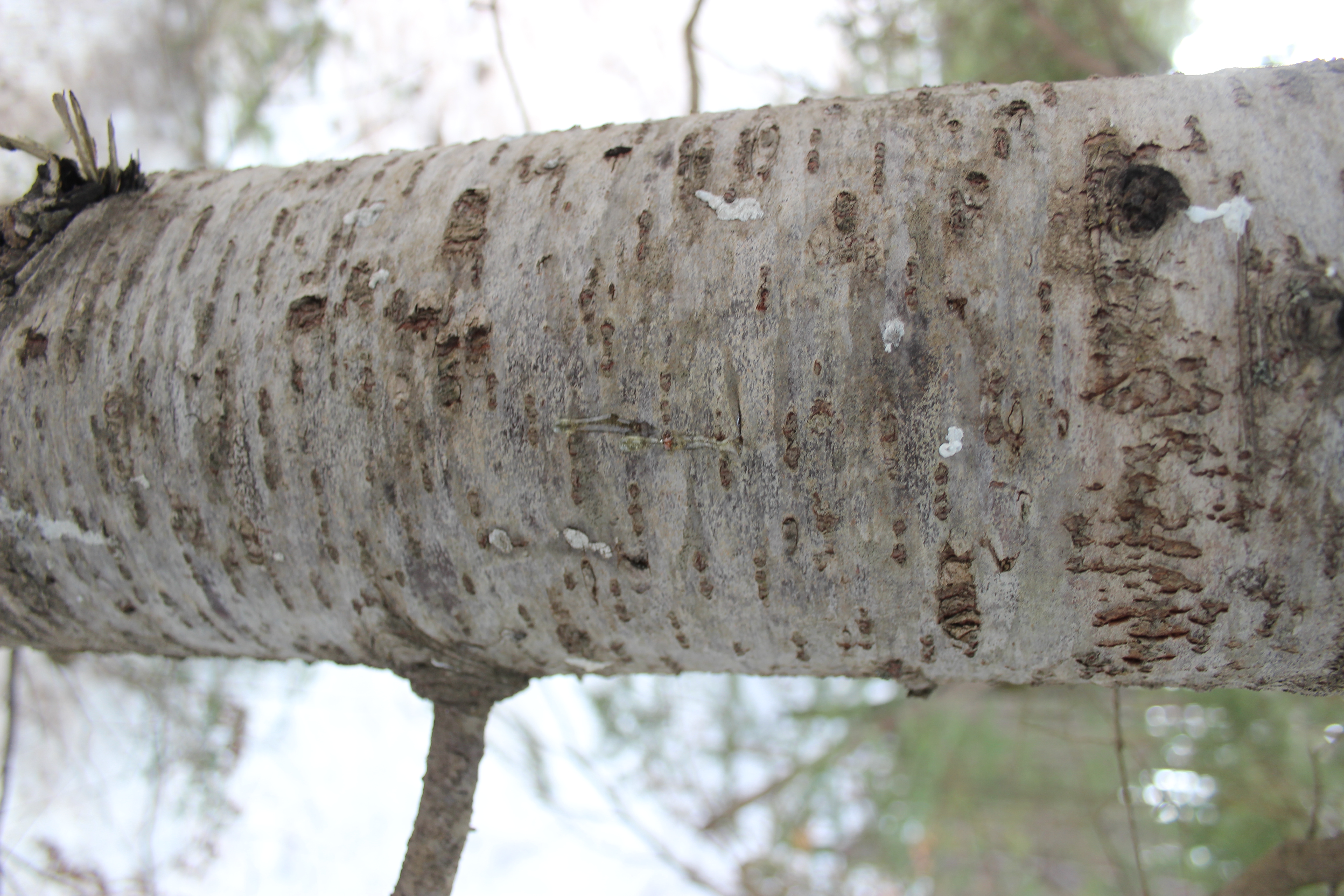 #12  MSU Balsam fir bark with resin drops.JPG