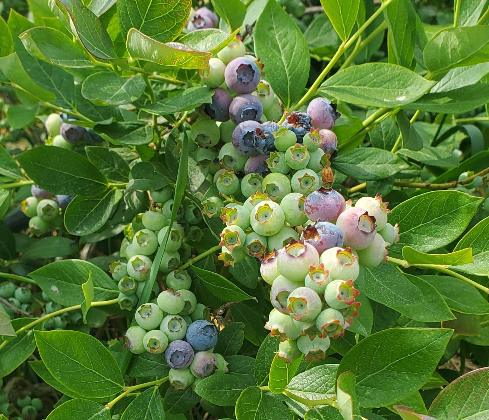 Southwest Michigan fruit update – June 20, 2023 - Fruit & Nuts