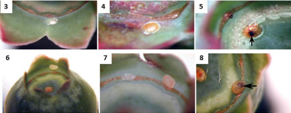 Figs. 3-8. Estas fotografías muestran, los huevos del CFW (3-5) y los del CBFW (6-8). Al principio, los huevos del CFW son blancos y brillantes (3); y cambian a color naranja cuando maduran (4). Los huevos del CBFW son opacos (6), y cambian de color al madurar (7). En ambas especies, la cápsula oscura de la cabeza de las larvas en desarrollo está visible dentro del huevo cuando maduran (5 y 8).