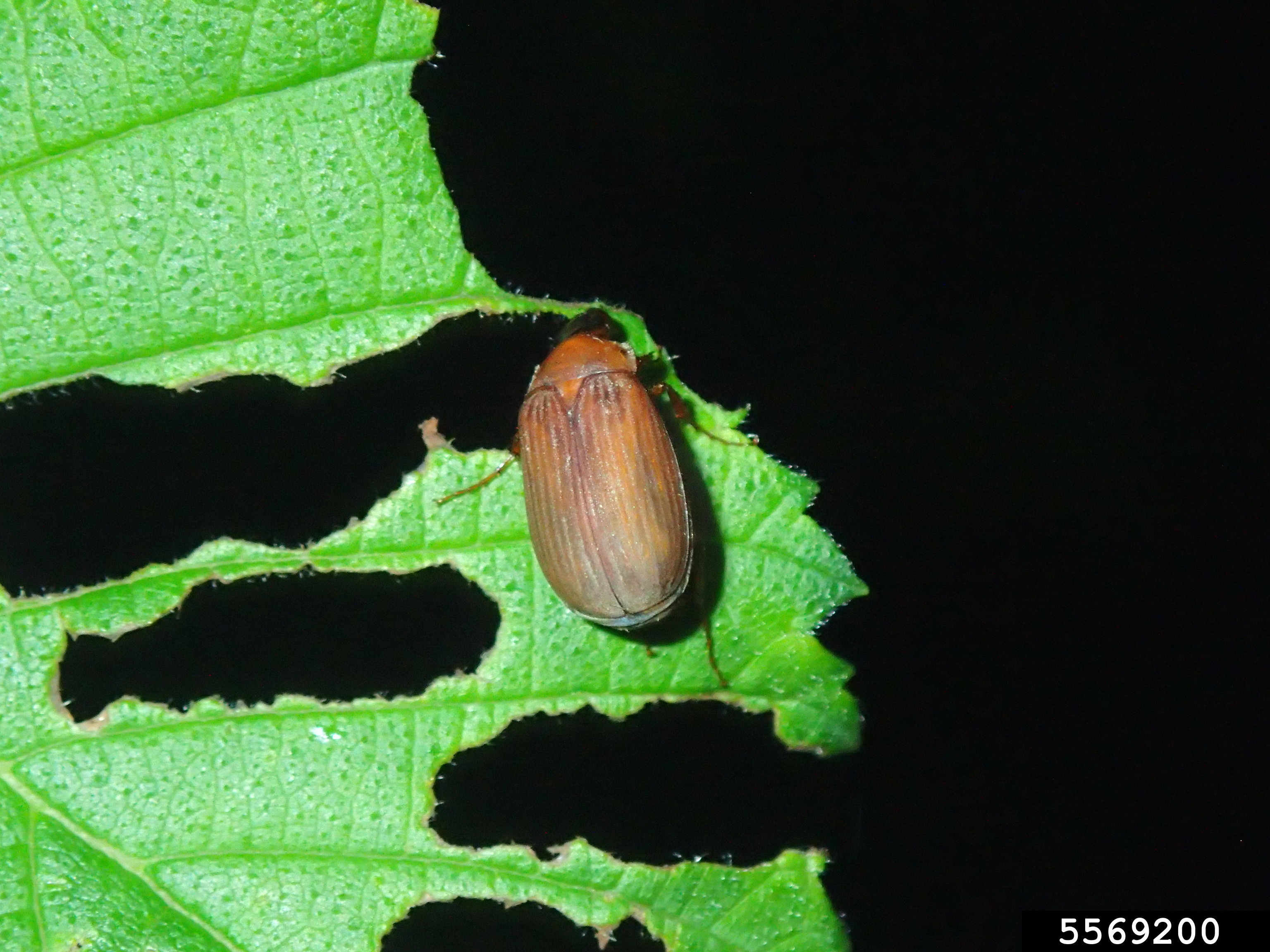 NightFeeding-Photo_6_Bugwood.jpg