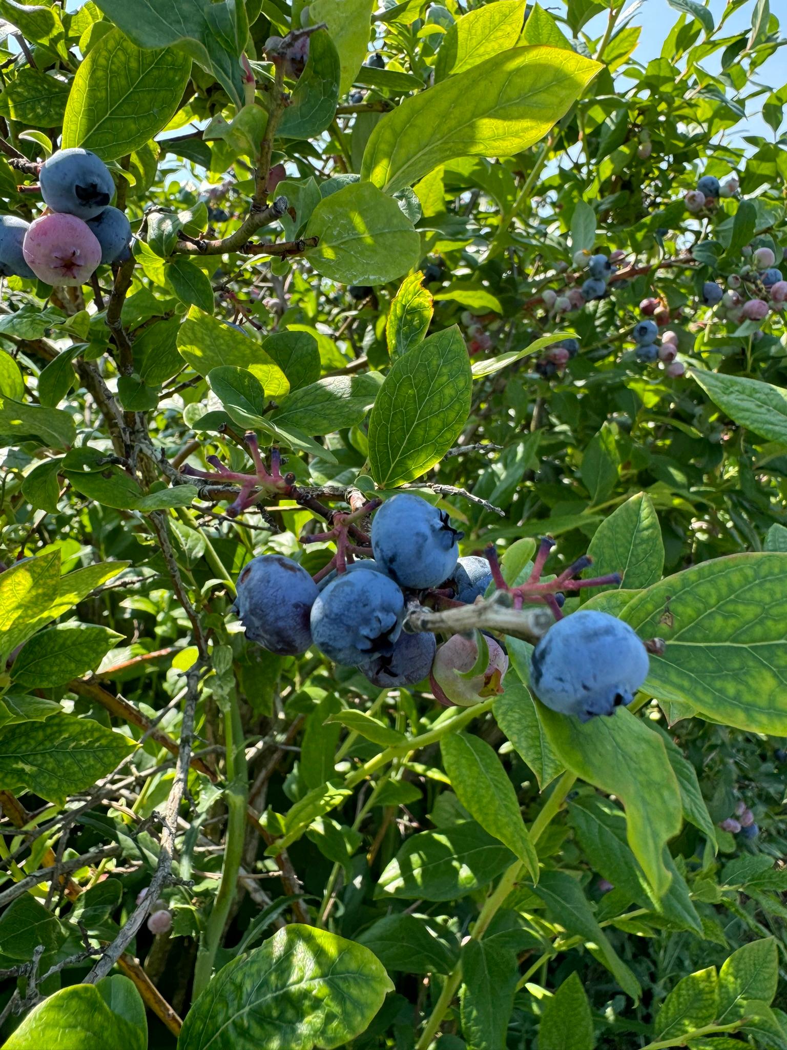 Blueberries_Spicers_July8_2024.JPEG