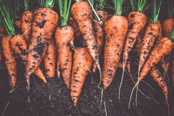 A cluster of carrots freshly pulled up from the ground covered in soil.