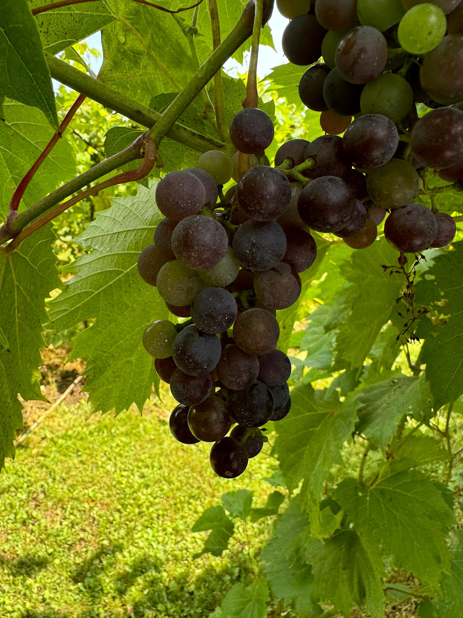 Frontenac grapes going on a vine.