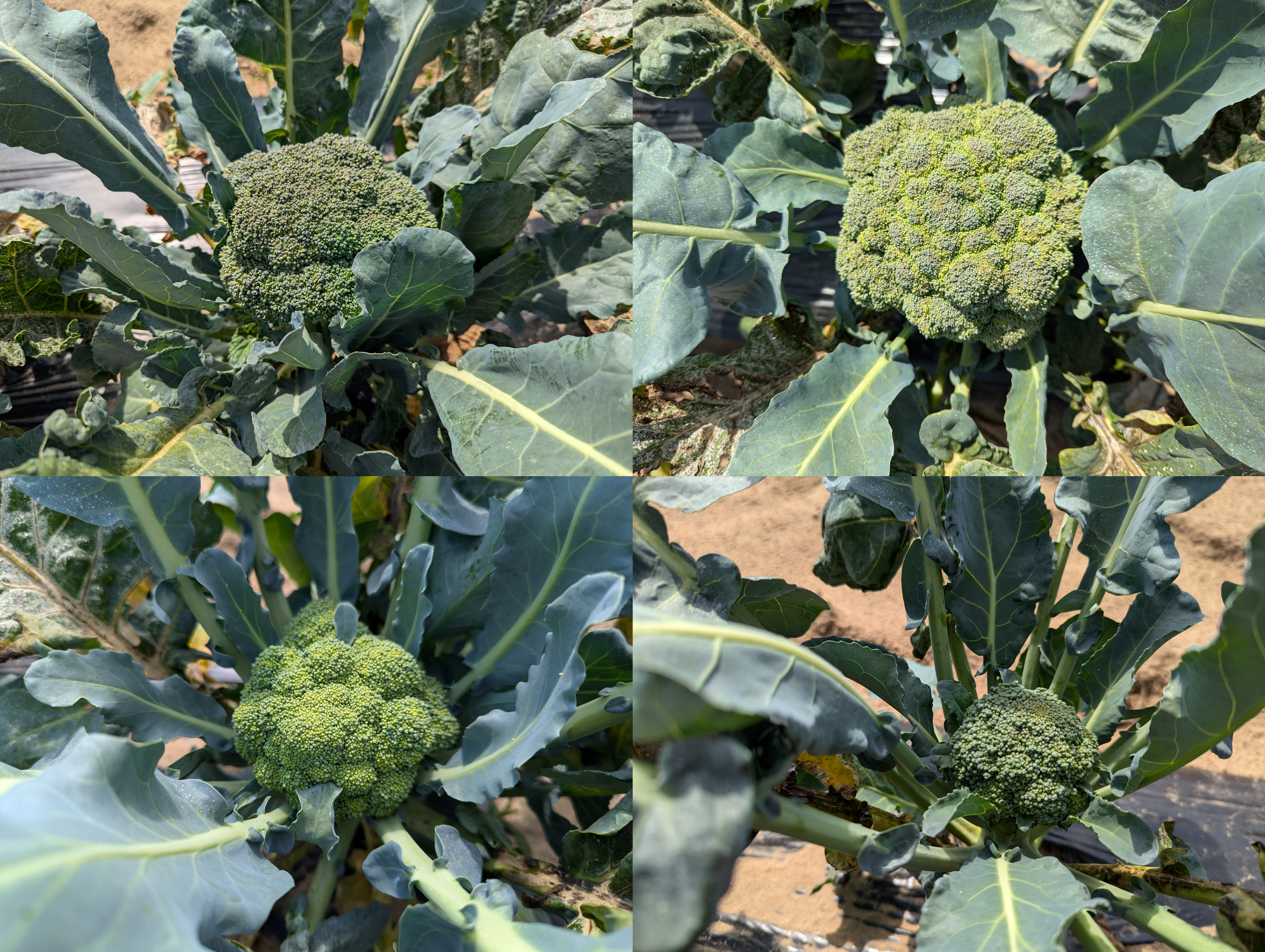 different types of Broccoli