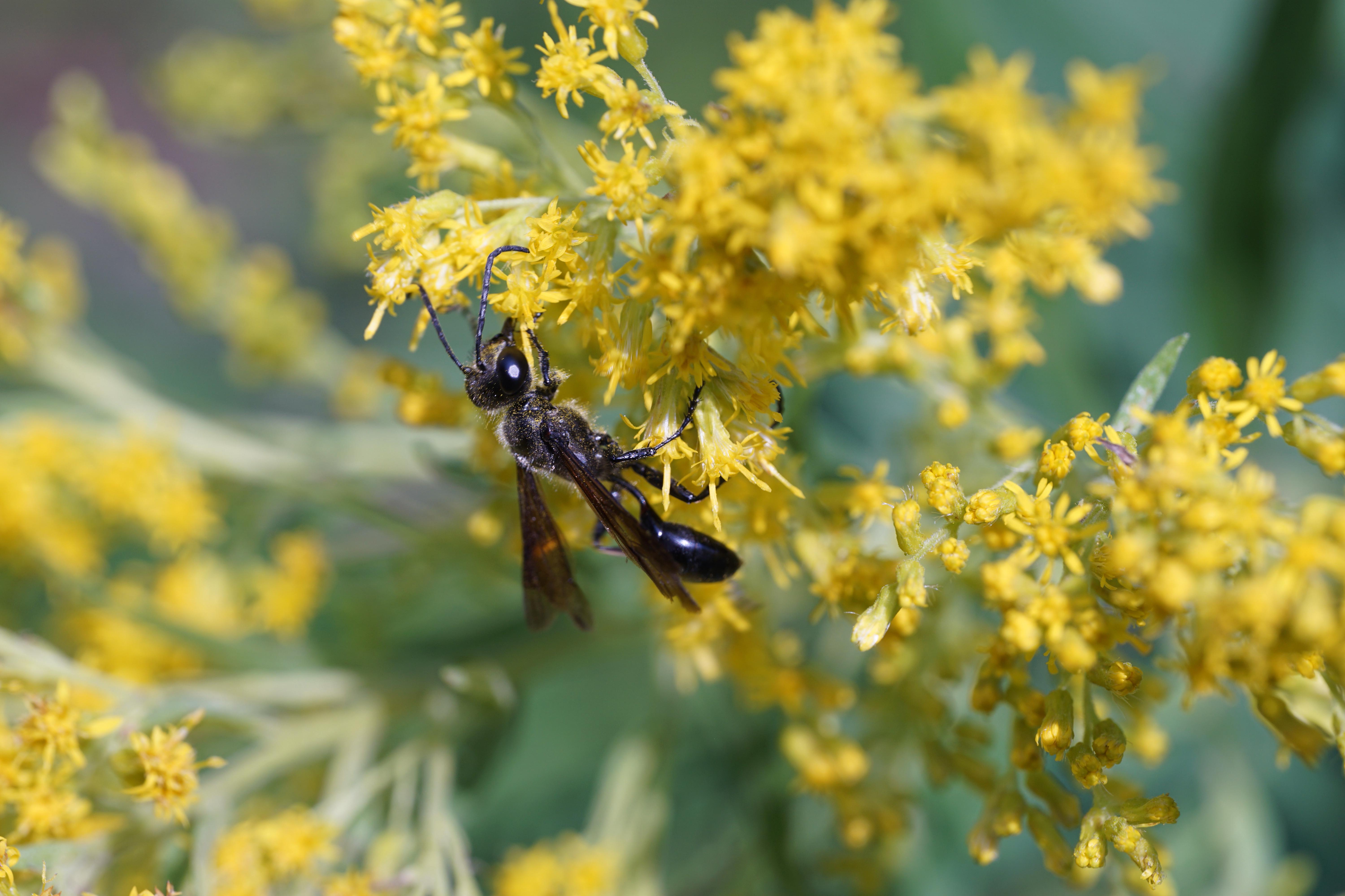 The grass-carrying wasp: A solitary wasp that builds an unusual nest ...