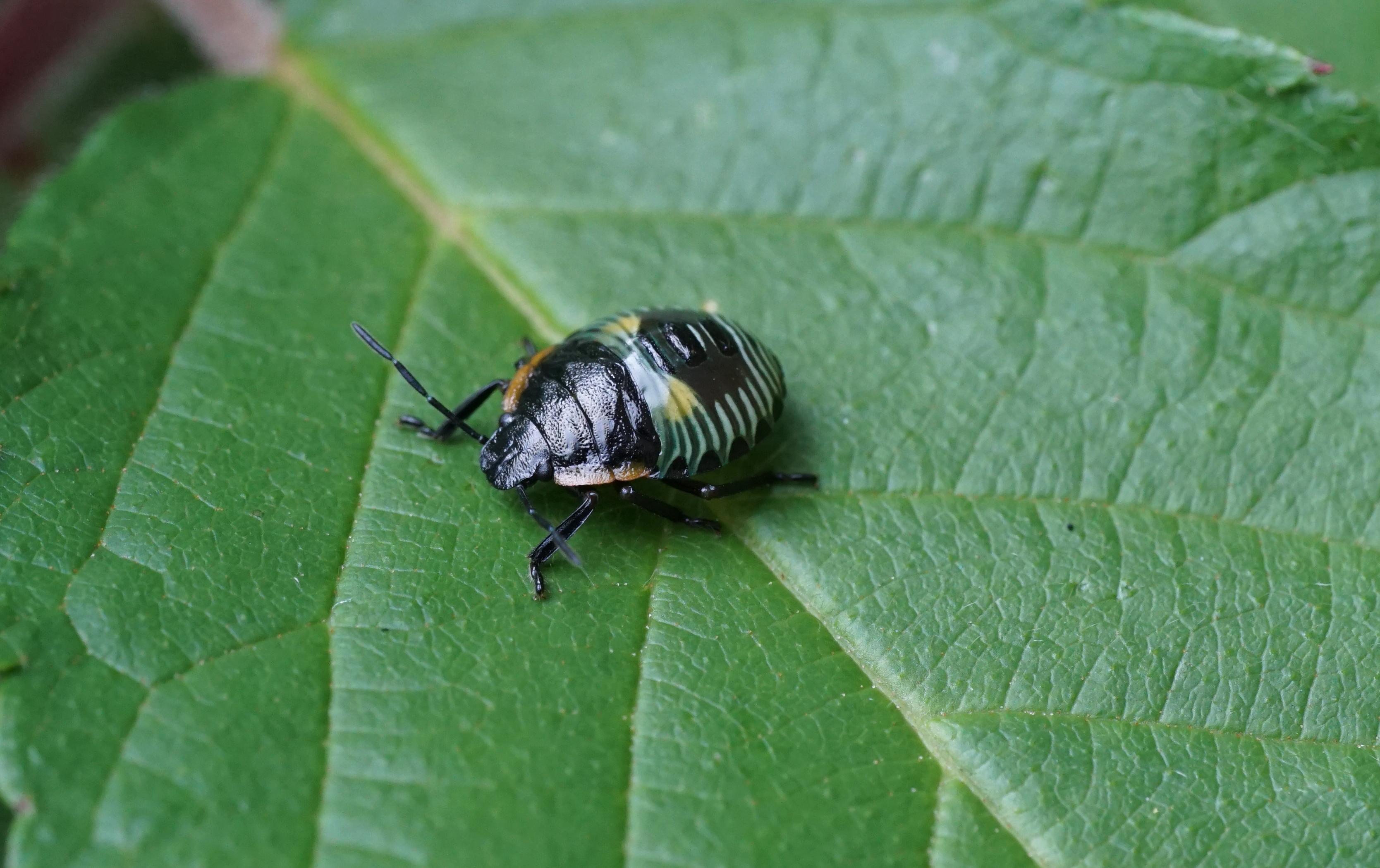 Green stink bug nymph.