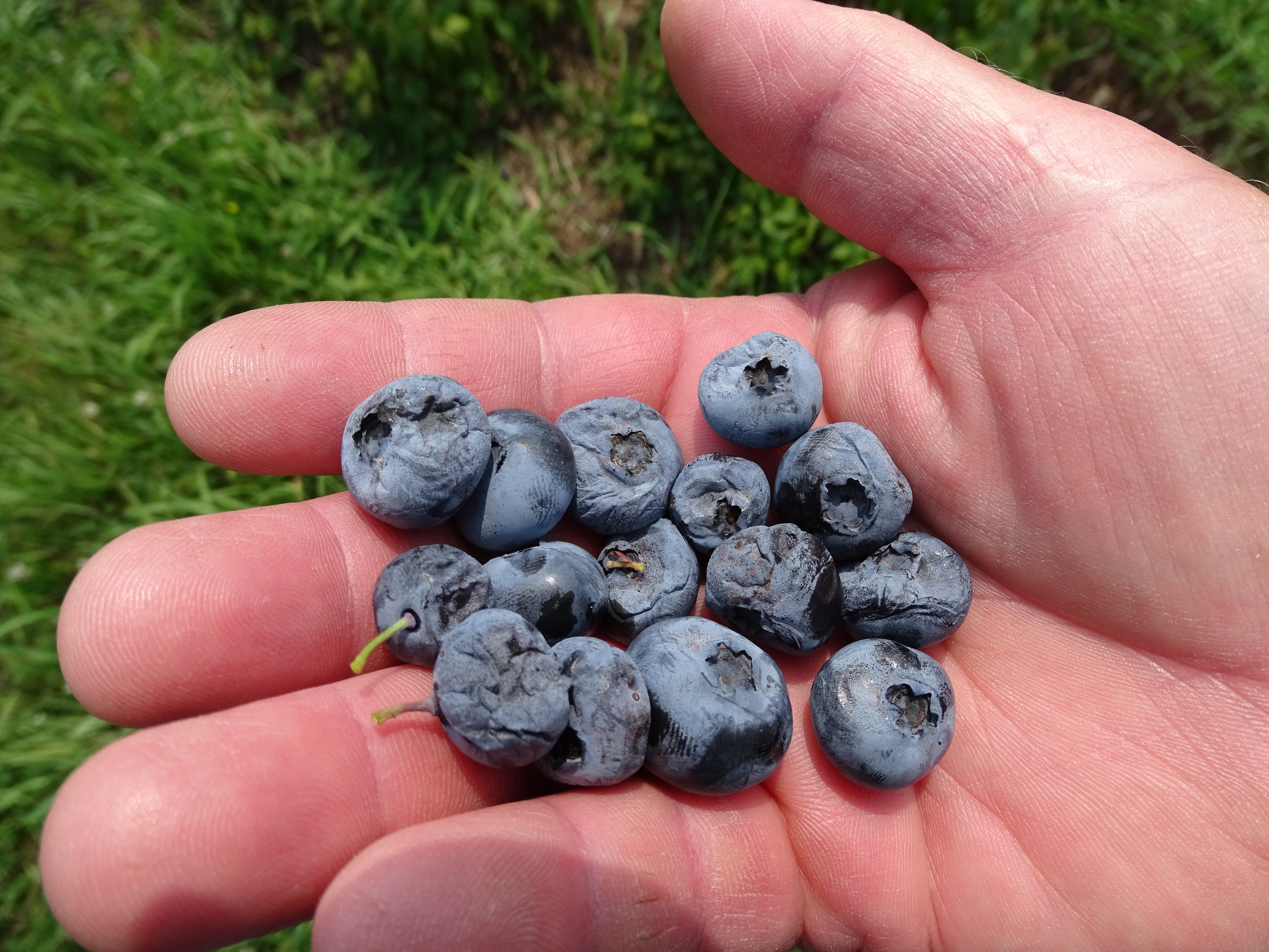 Anthracnose Fruit Rot.JPG