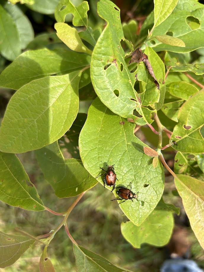 Japanese beetles on a leaf.