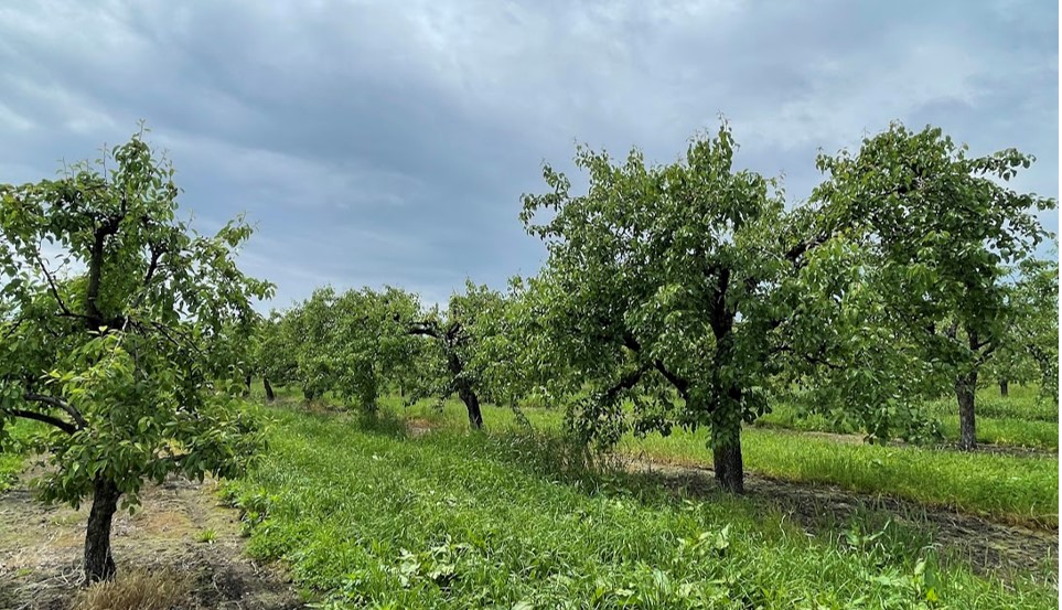 Pear trees in an orchard.