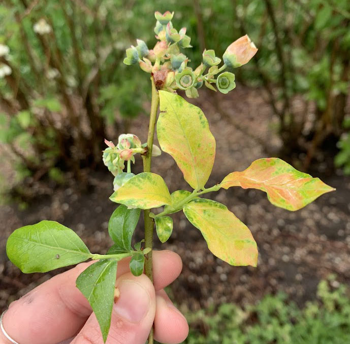A blueberry twig showing signs of mosaic. Now is a great time to scout your field for virus symptoms. Photo by Cheyenne Sloan, MSU Extension. 