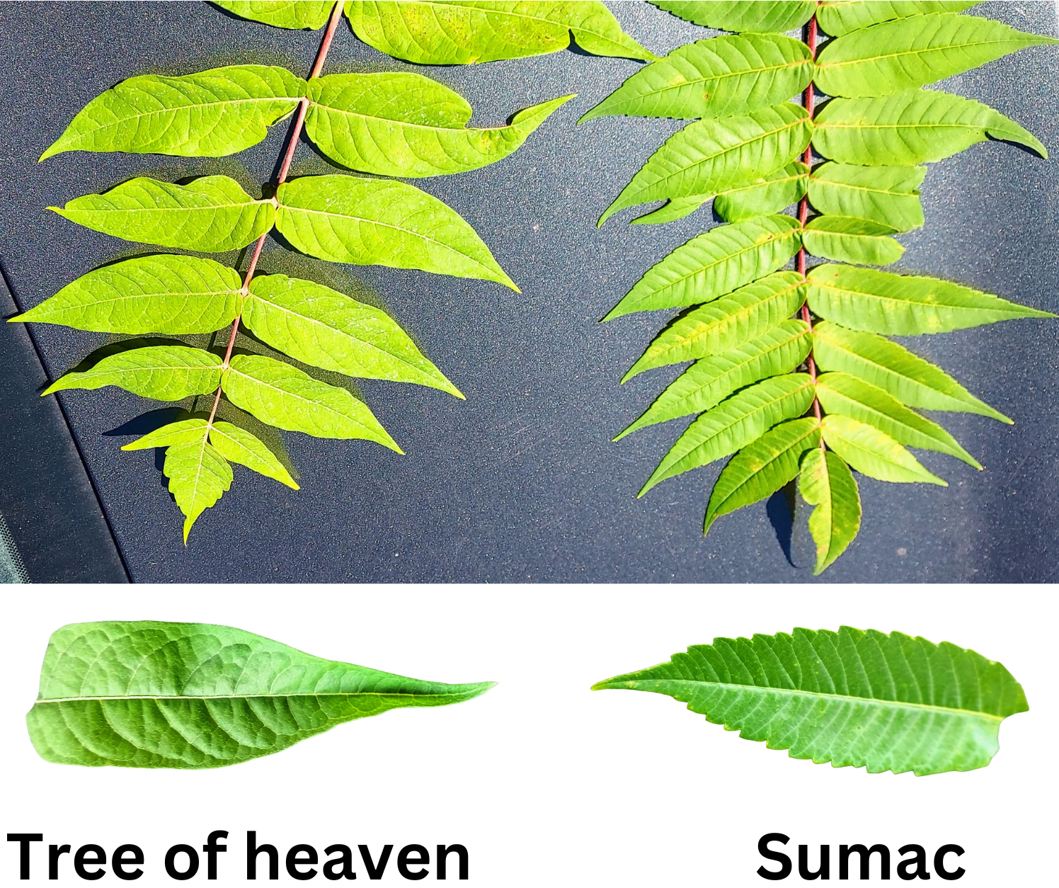 Leaves of tree of heaven and sumac.