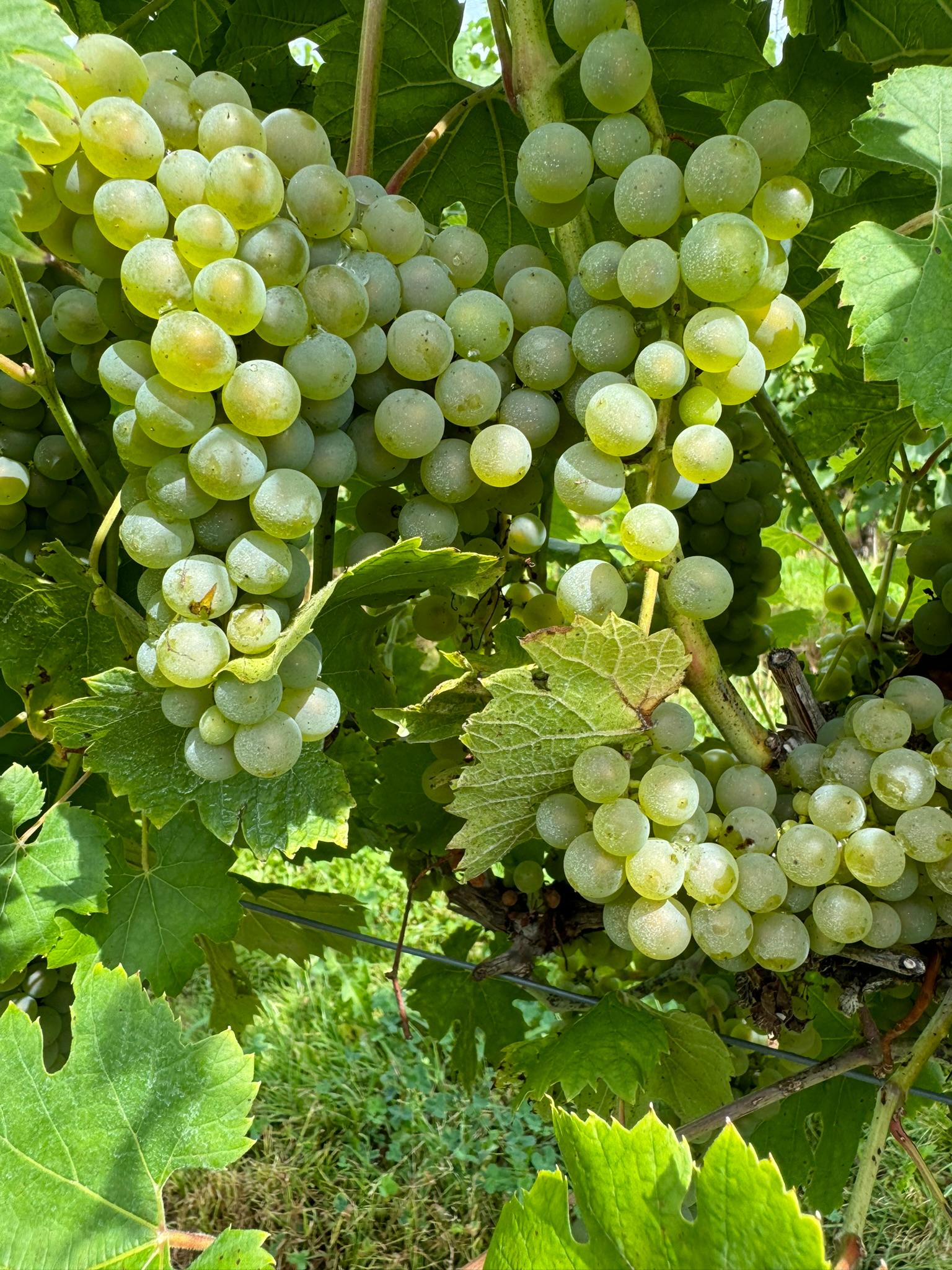 Itasca grapes hanging from a vine.