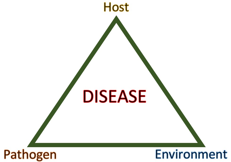 Managing post-harvest rots in vegetables - Vegetables