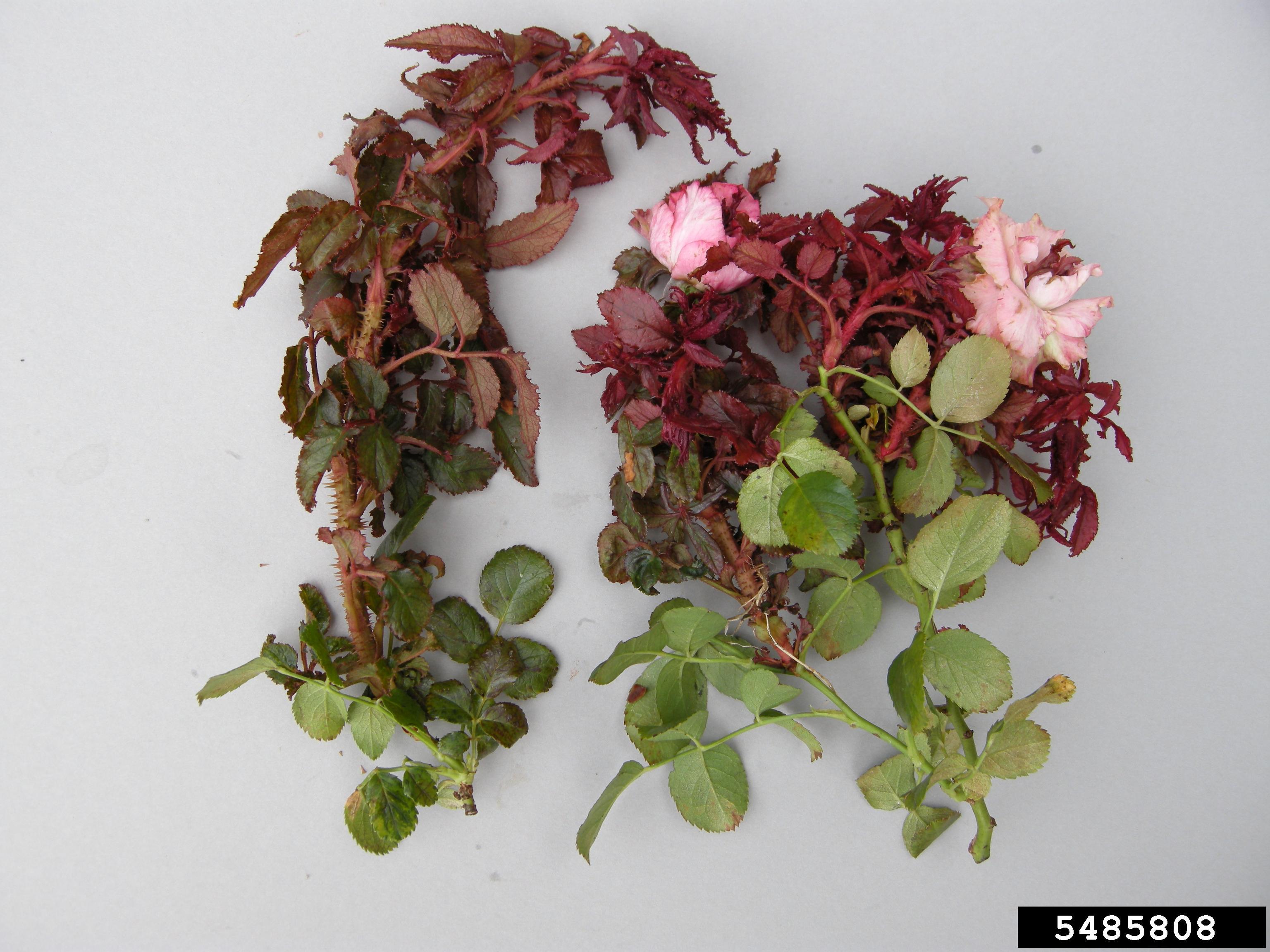 Rose Deformities - Causes Of Deformed Rose Leaves And Flowers