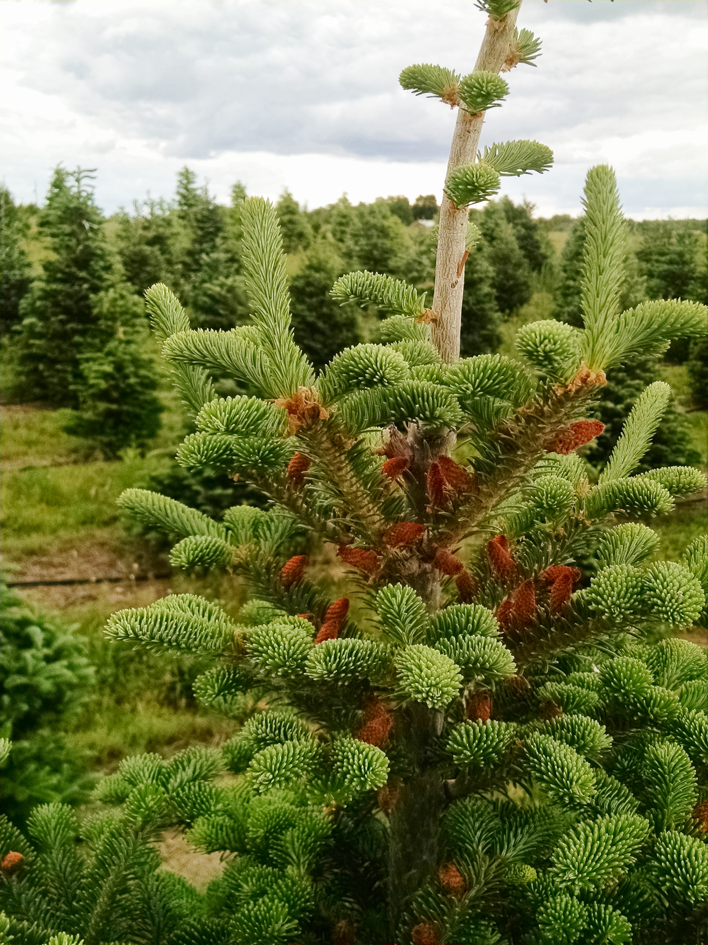 Pine Cones - Goderie's Tree Farm