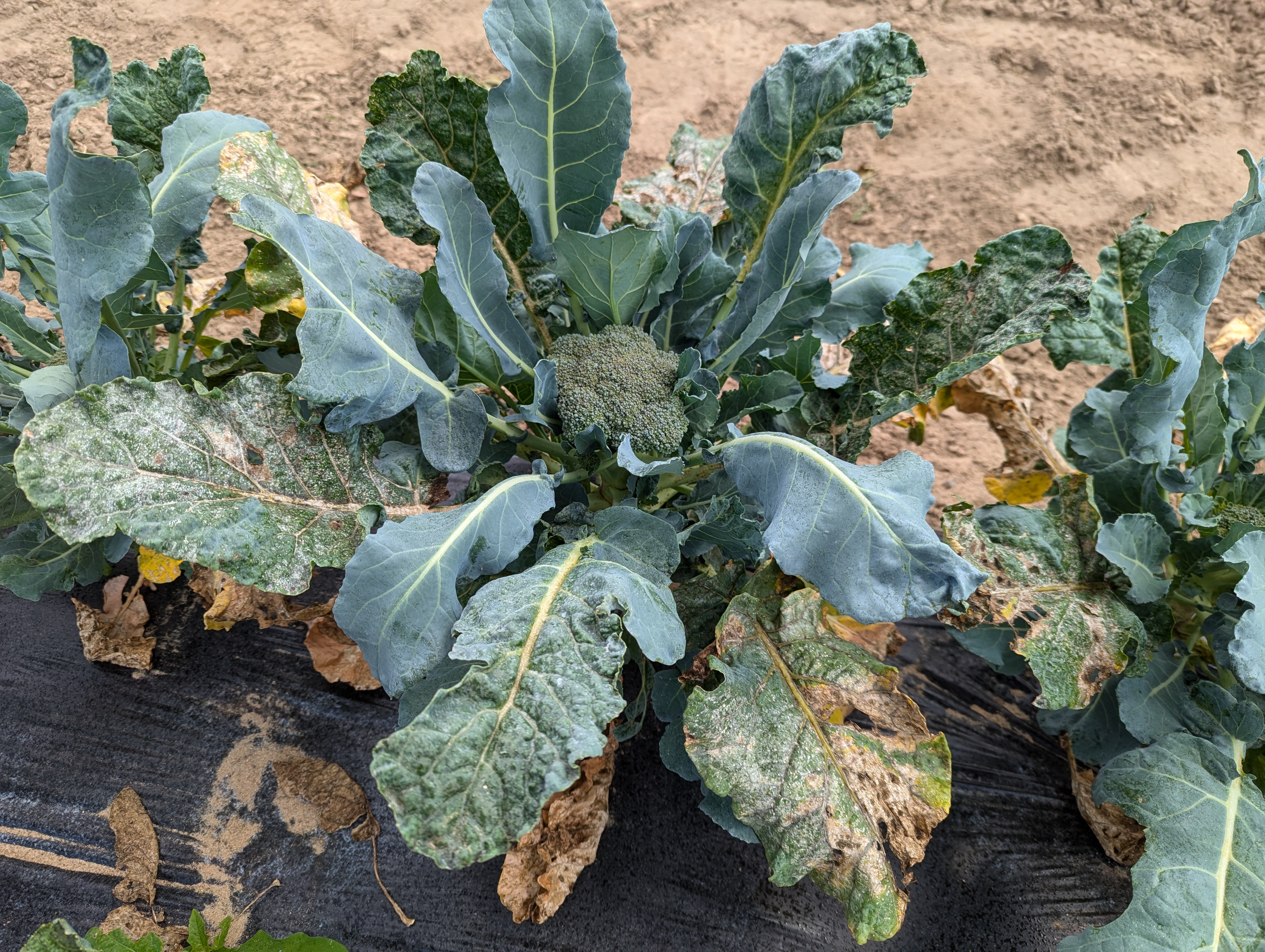 broccoli with burned outer leaves
