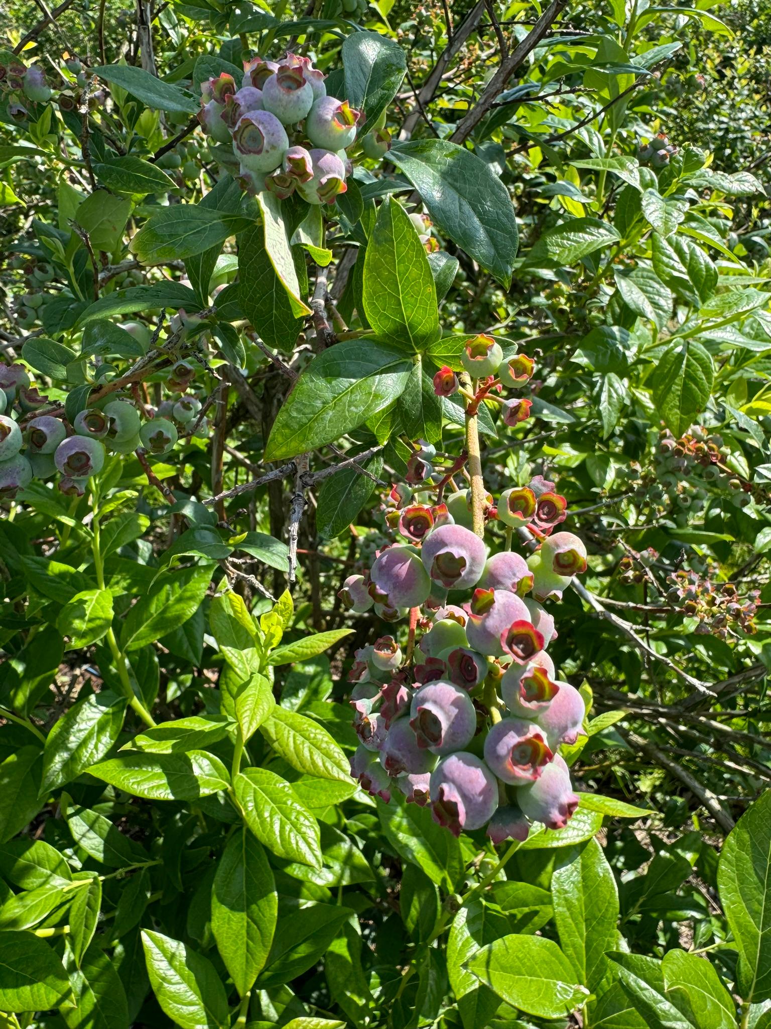 Blueberries on a bush.