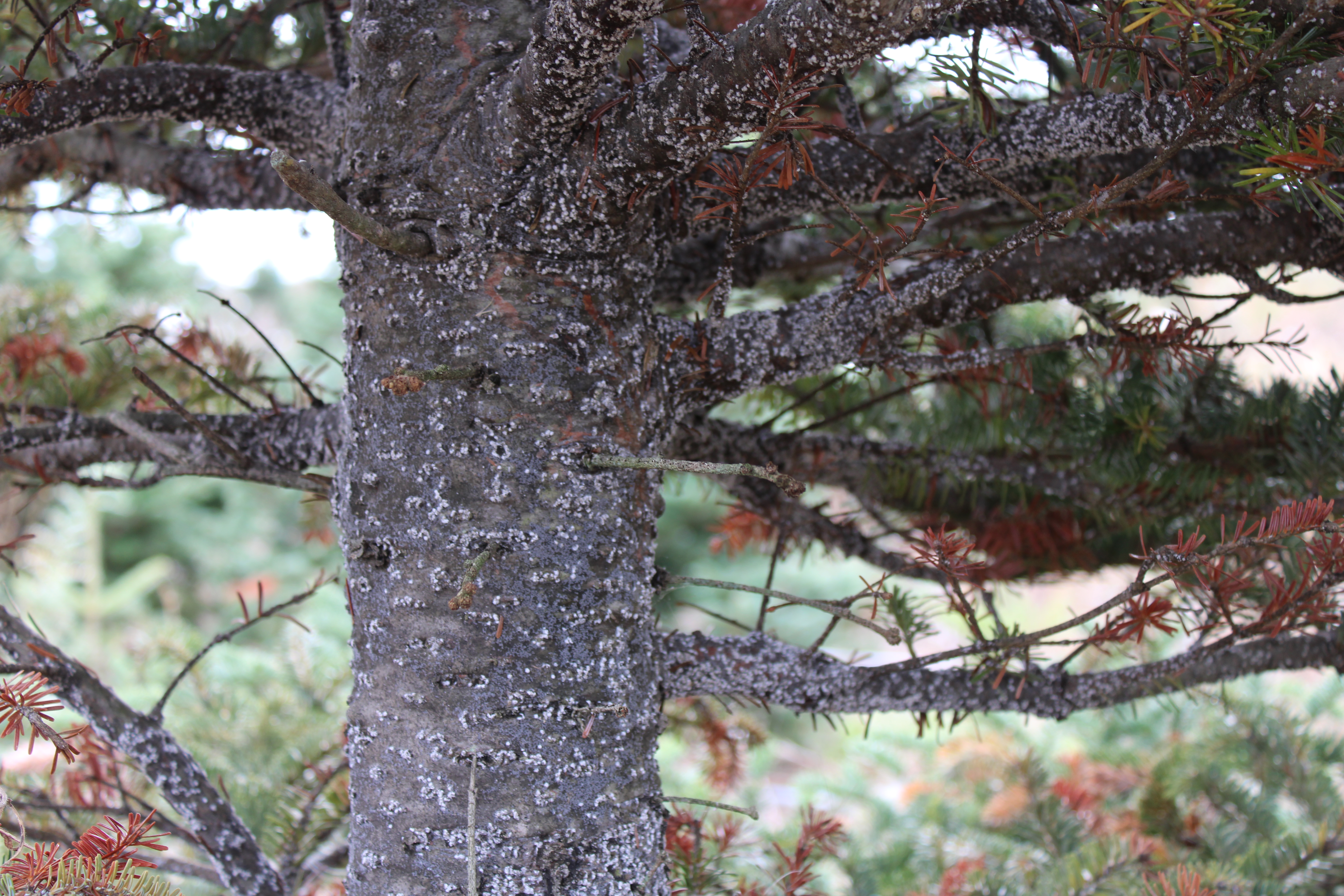 #1-MSU Nymphs on Fraser fir branches & trunk (1).JPG