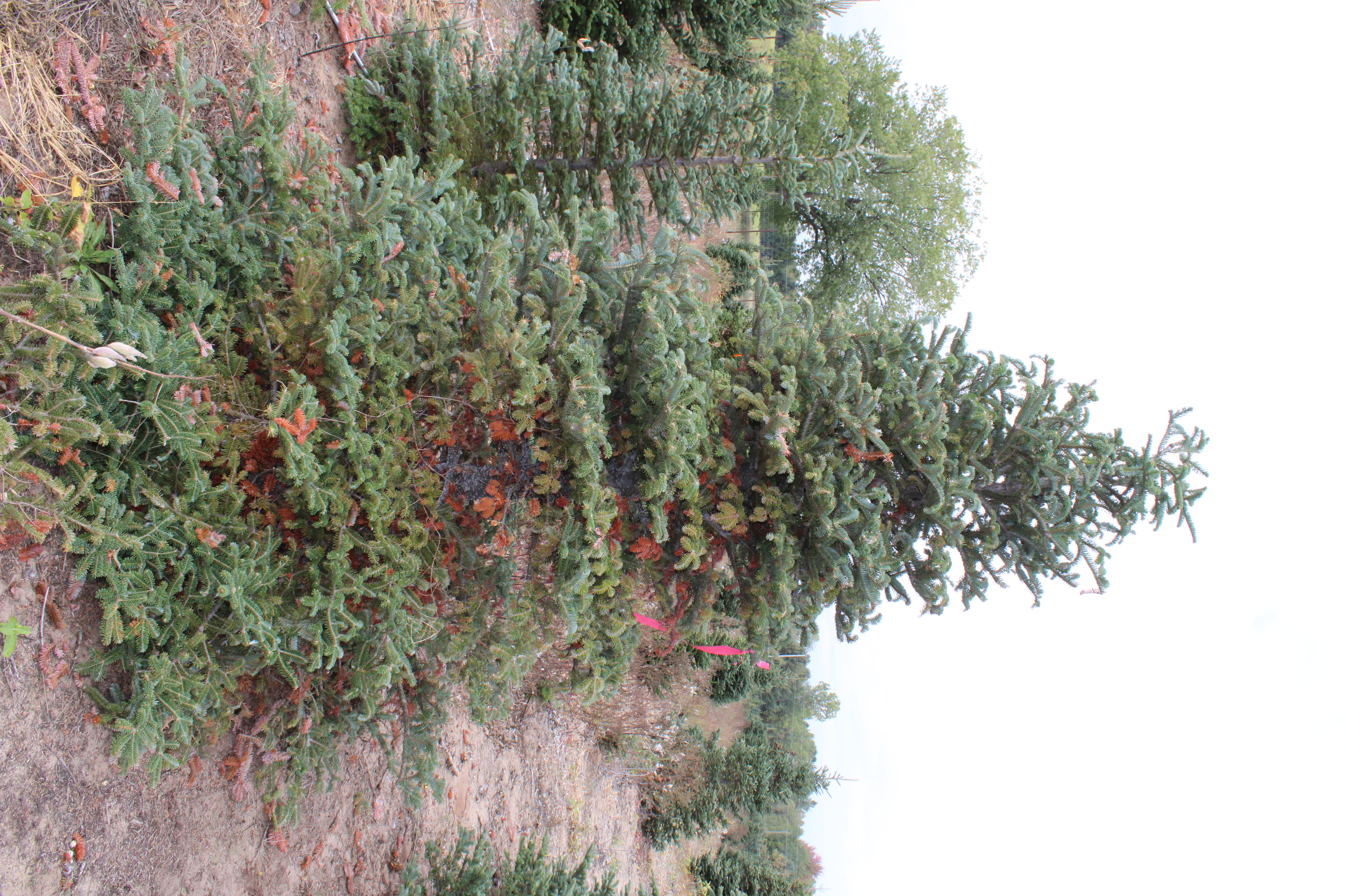 #13  MSU Flat top on BWA infested Fraser fir.JPG