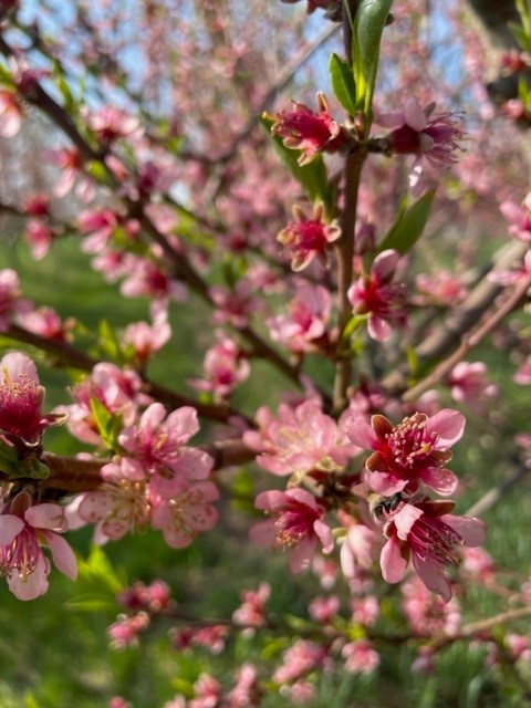 Peach Bloom