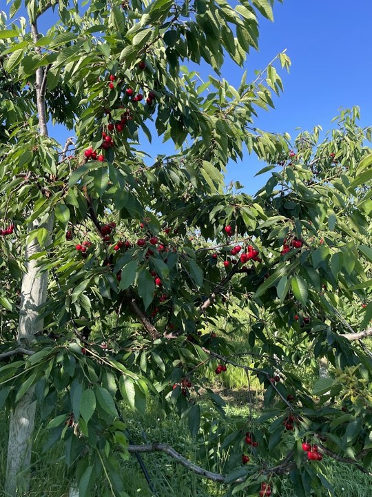 Cherries in a cherry tree.