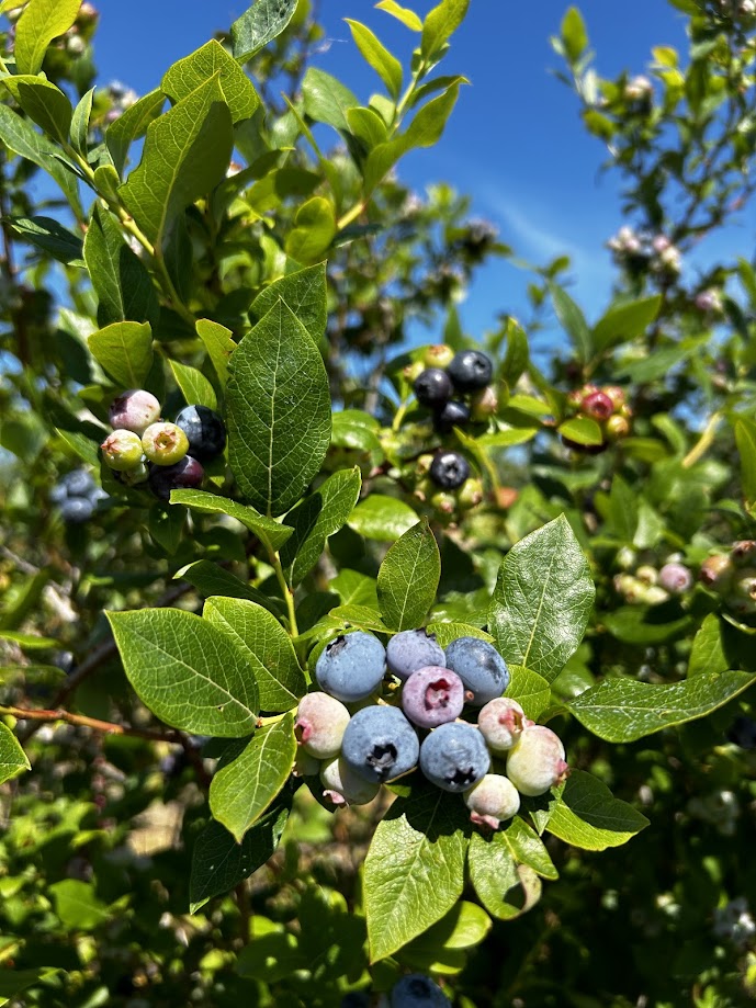 Ripe blueberries in a bush.