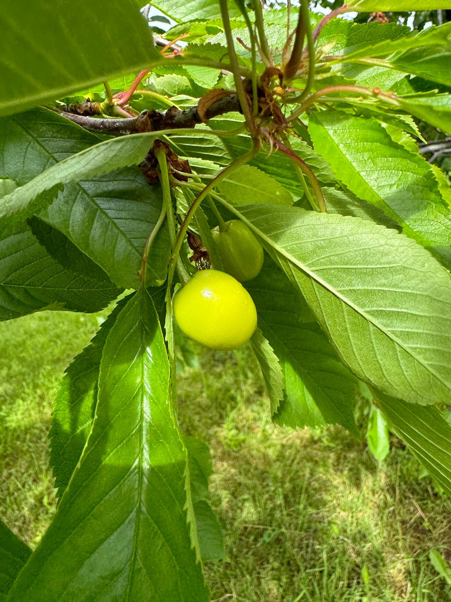 A plum hanging from a tree.