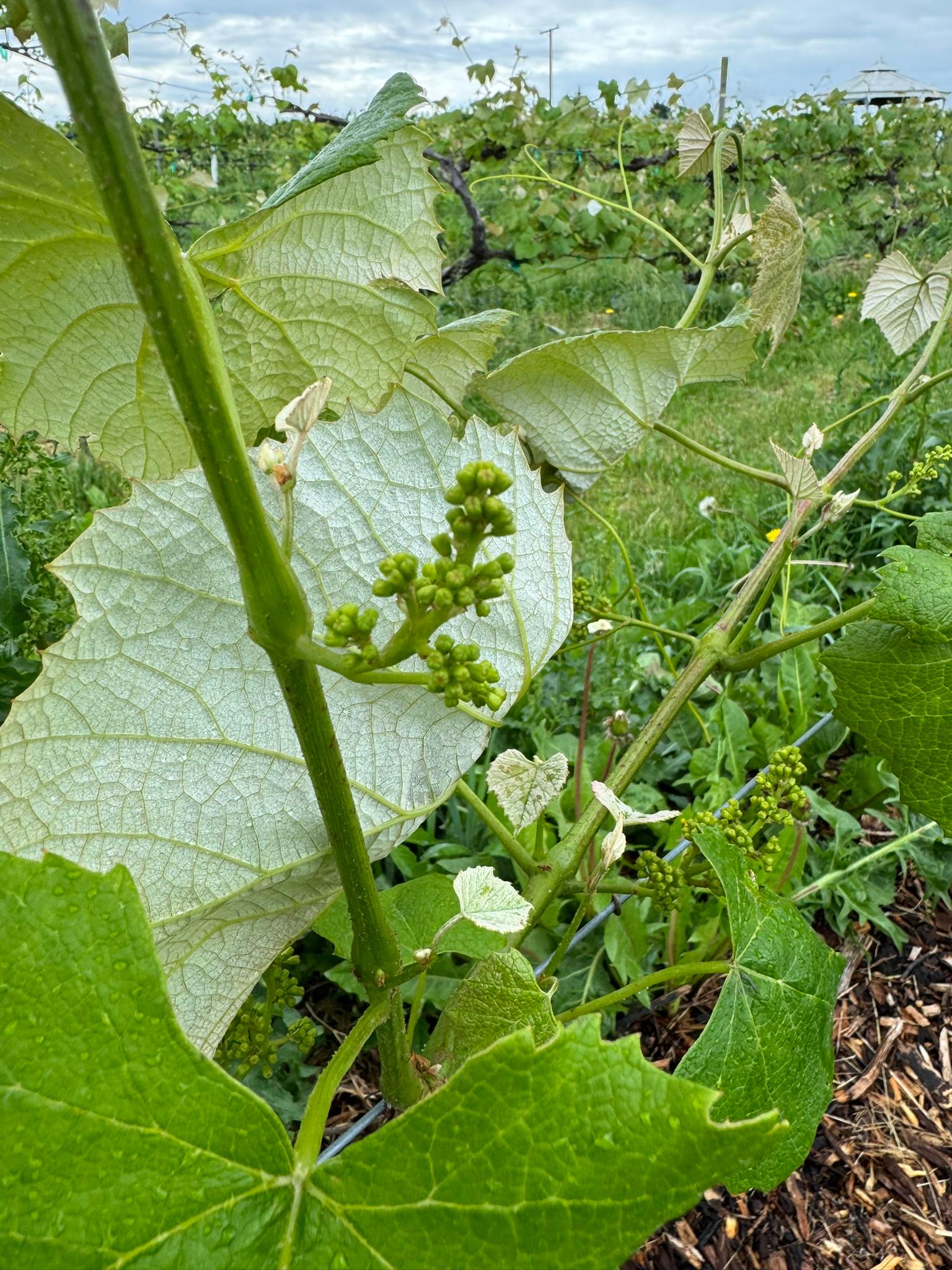 Grapes growing.
