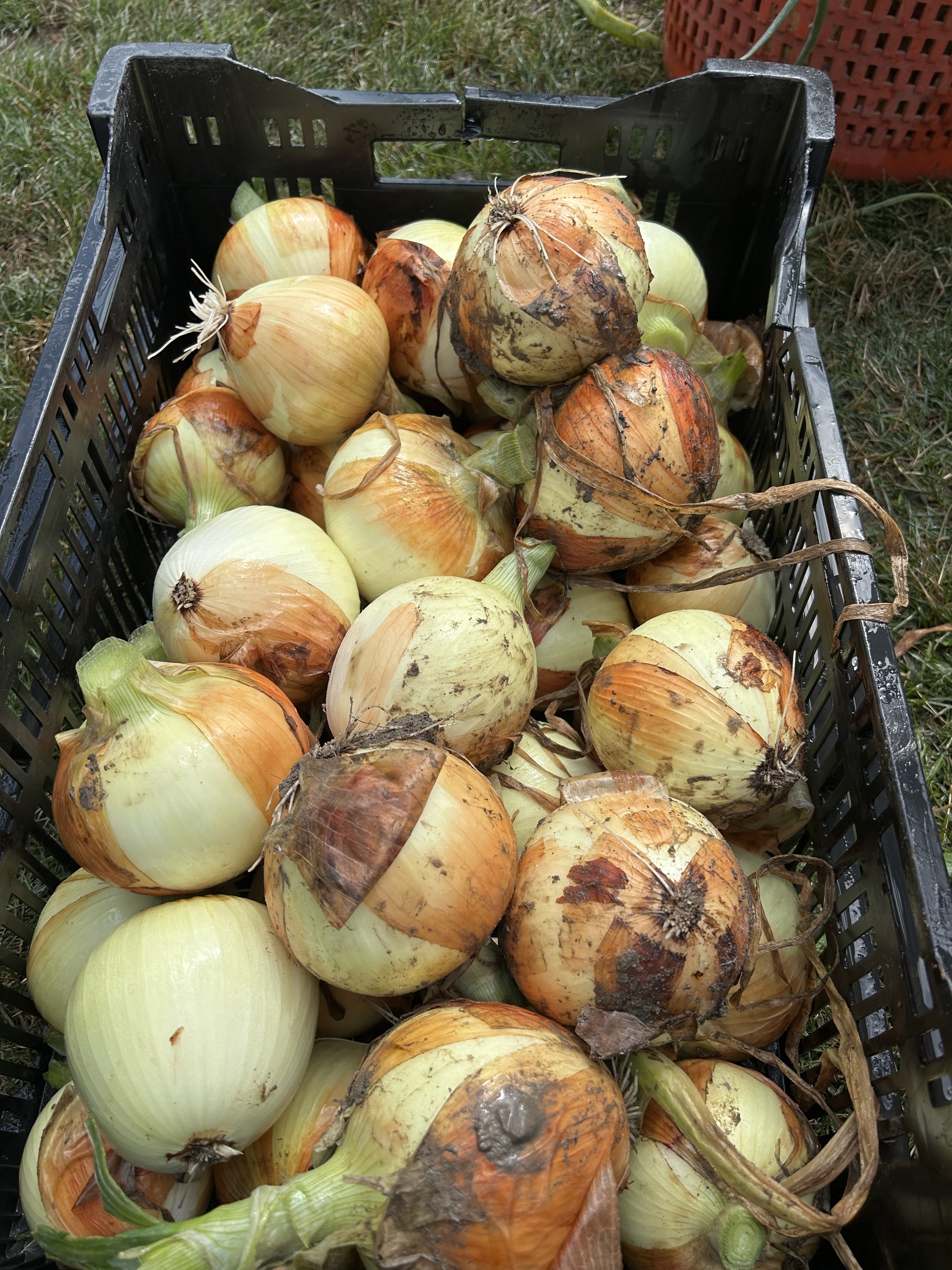 a basket of yellow onions