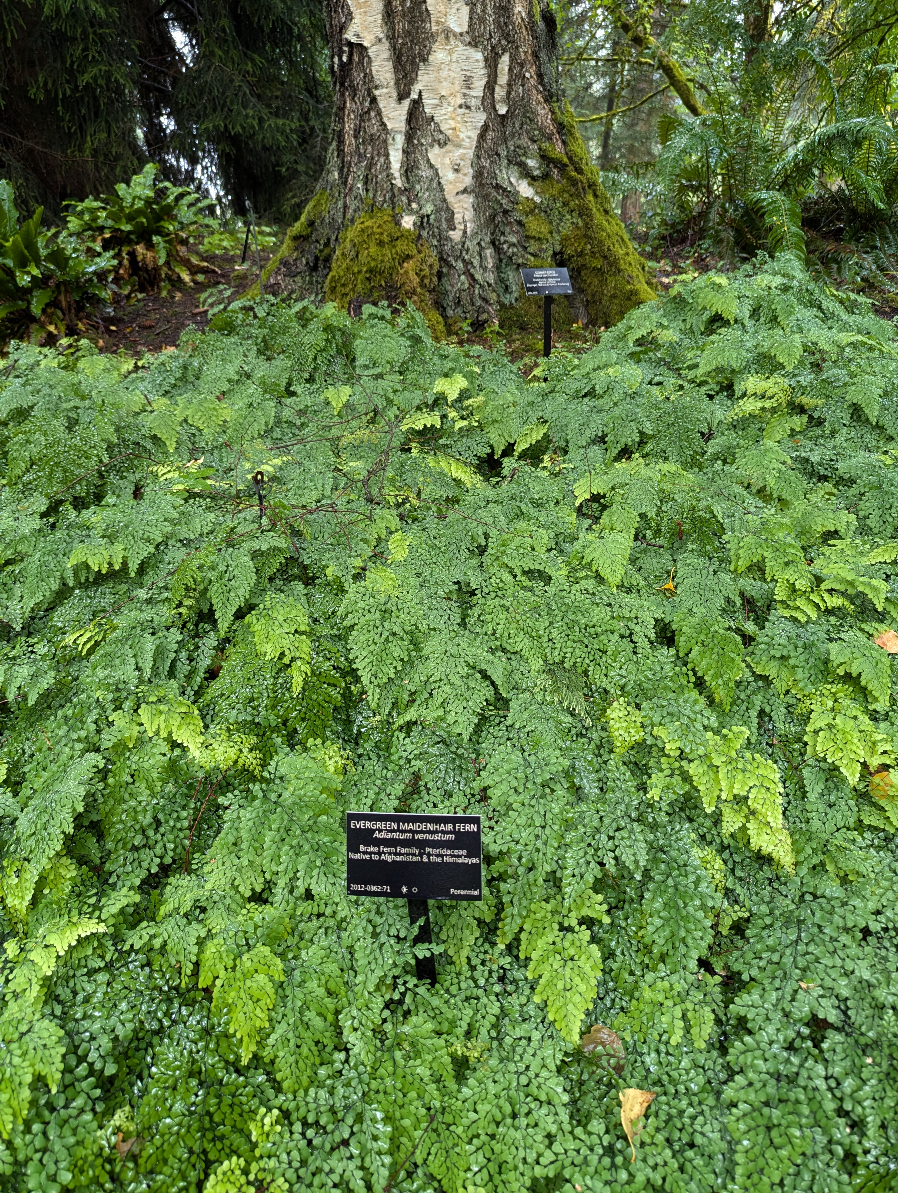 Maidenhair ferns growing beneath a tree.