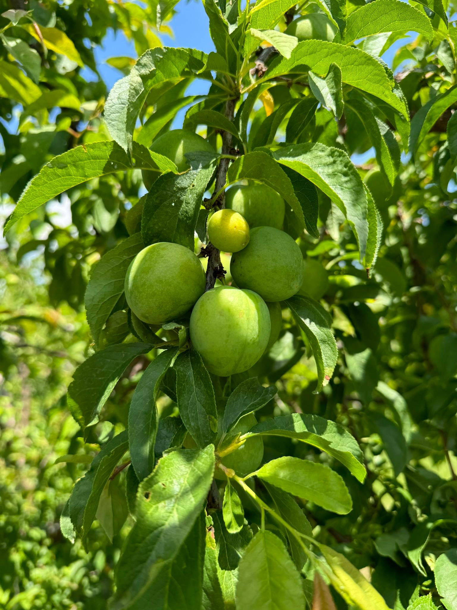 Plums growing on a tree.